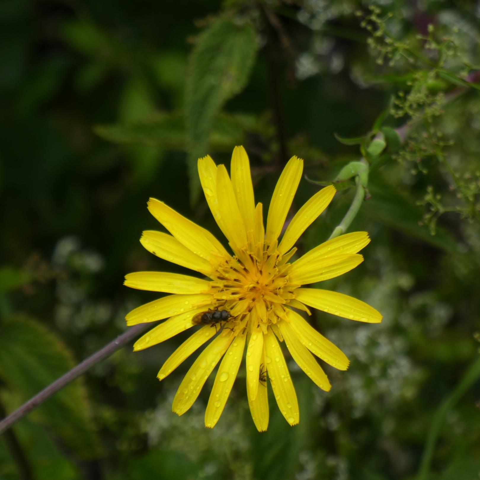 Fastenimpuls-Bild-220308-gelbeBlume (c) Edith Furtmann