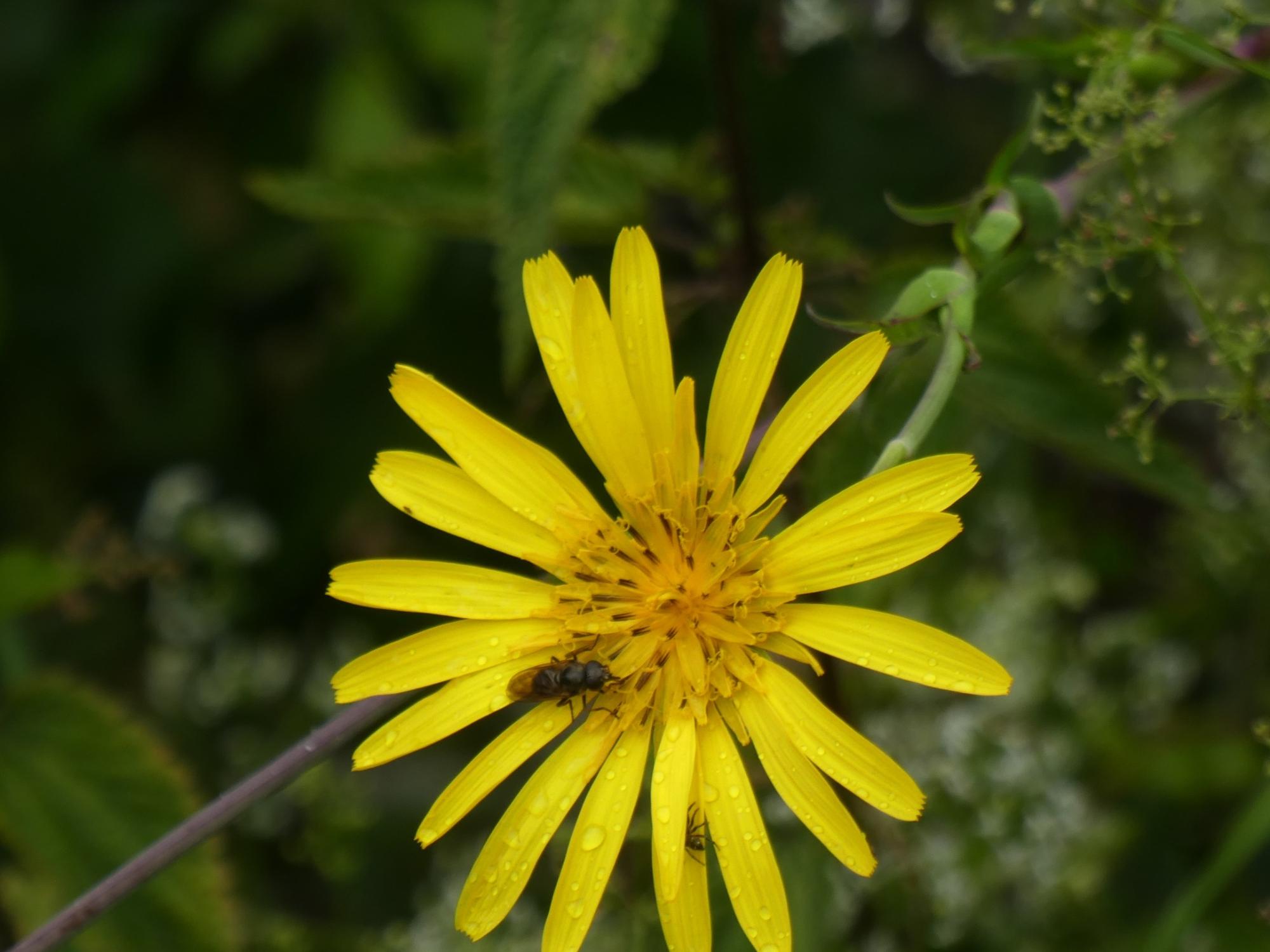 Fastenimpuls-Bild-220308-gelbeBlume