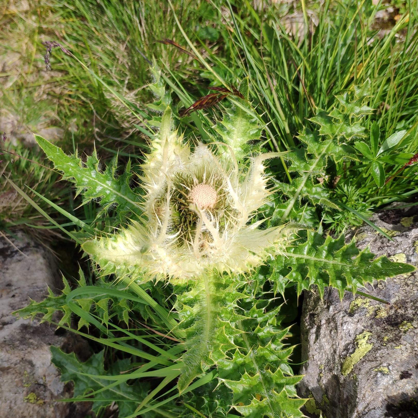 Fastenimpuls-Bild-220311-Distel (c) Edith Furtmann