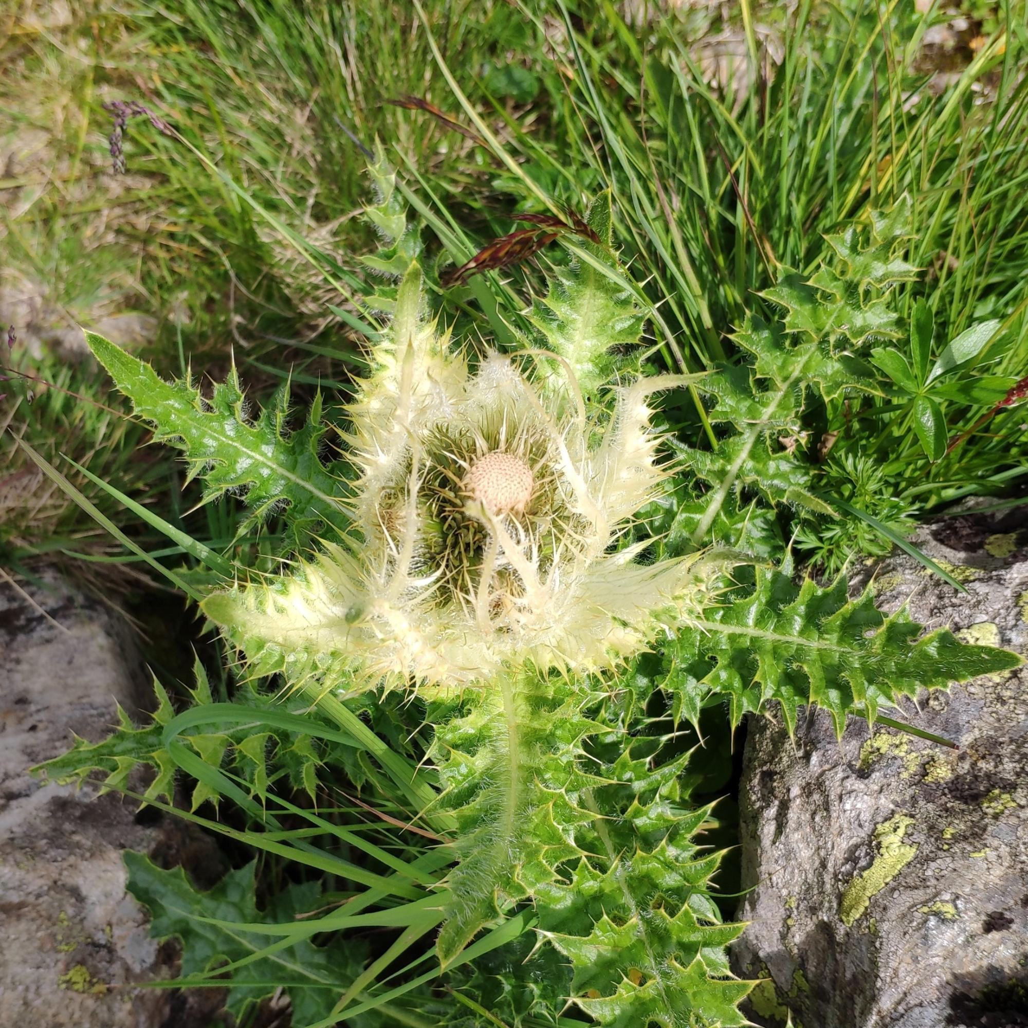 Fastenimpuls-Bild-220311-Distel