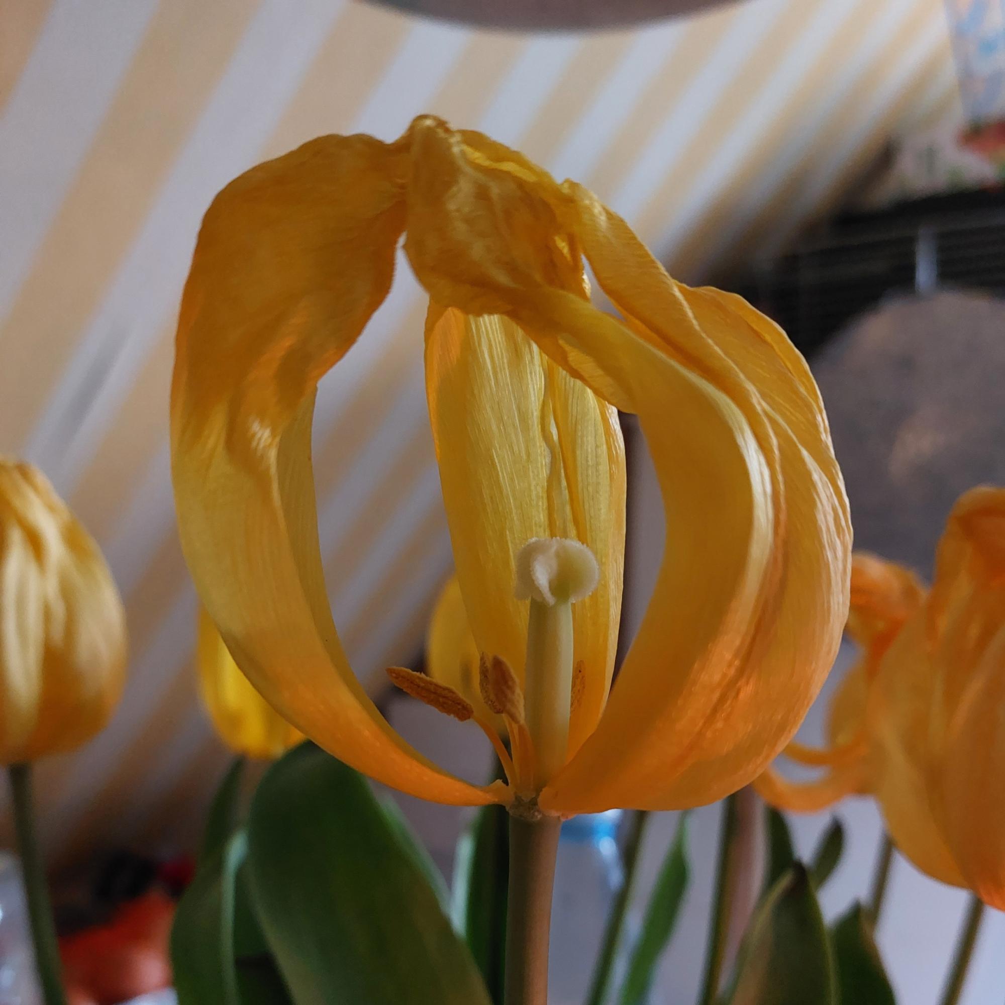 Fastenimpuls-Bild-220404-Tulpe