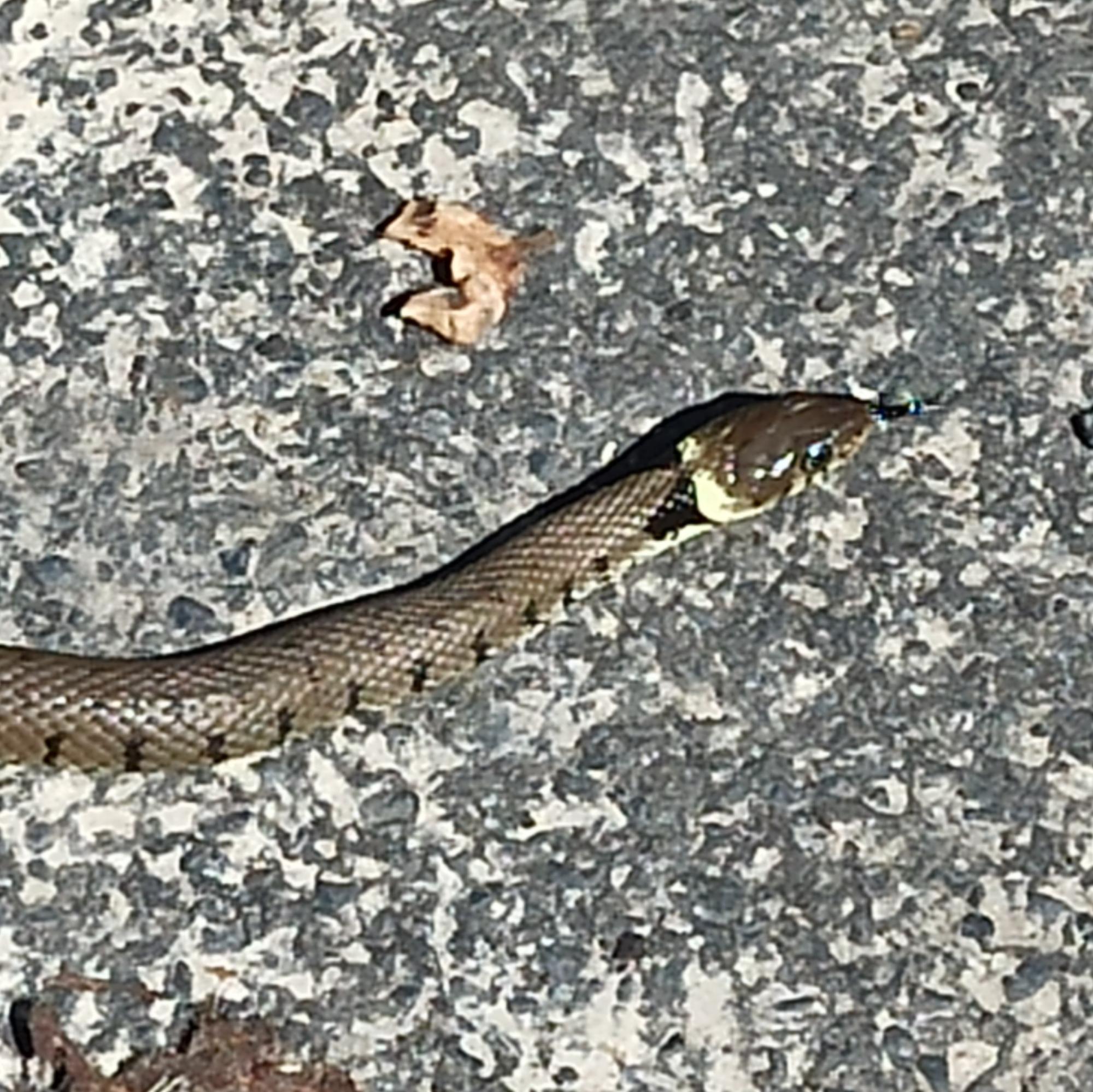 Schlange