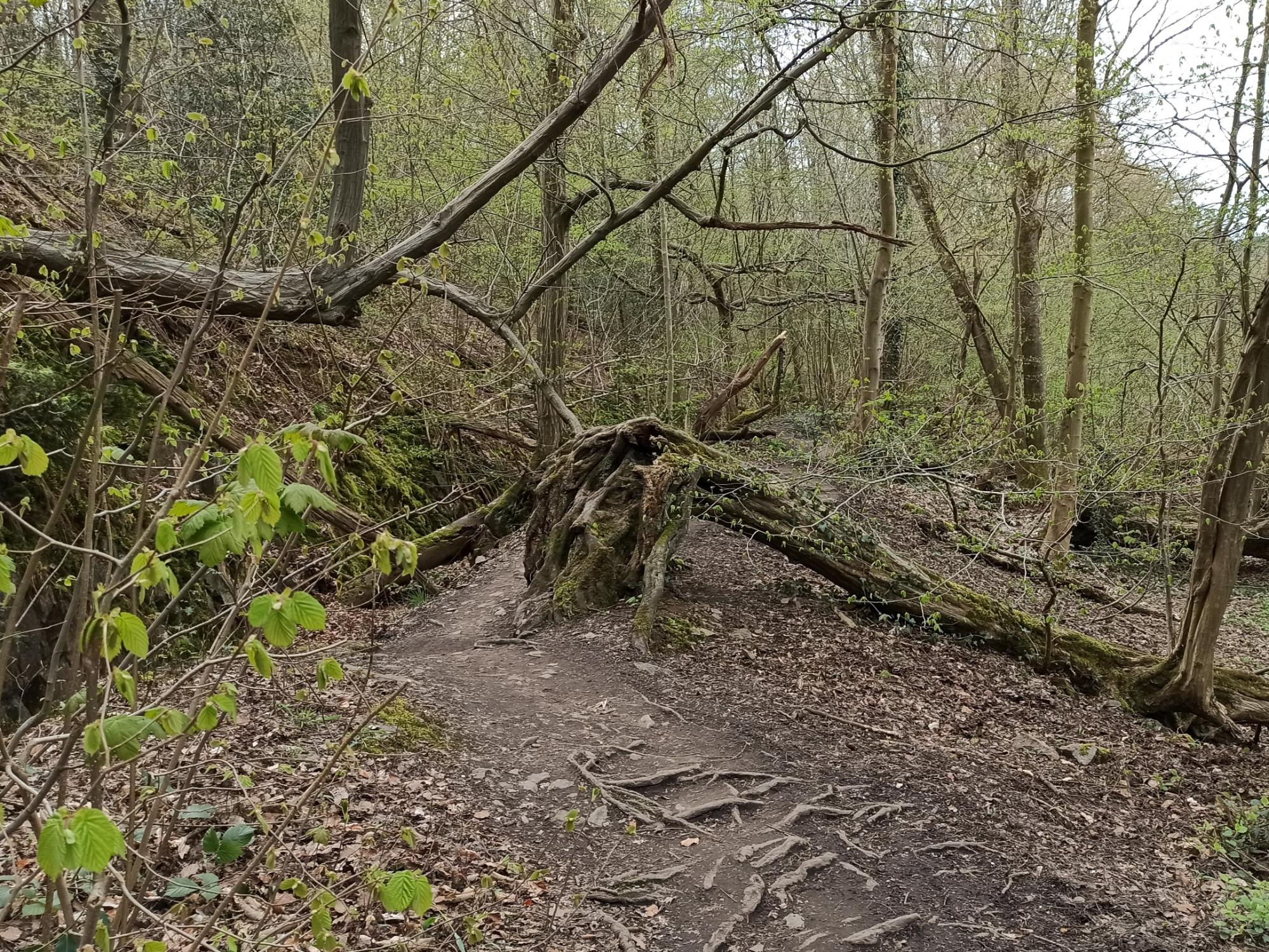 Weg-im-Wald