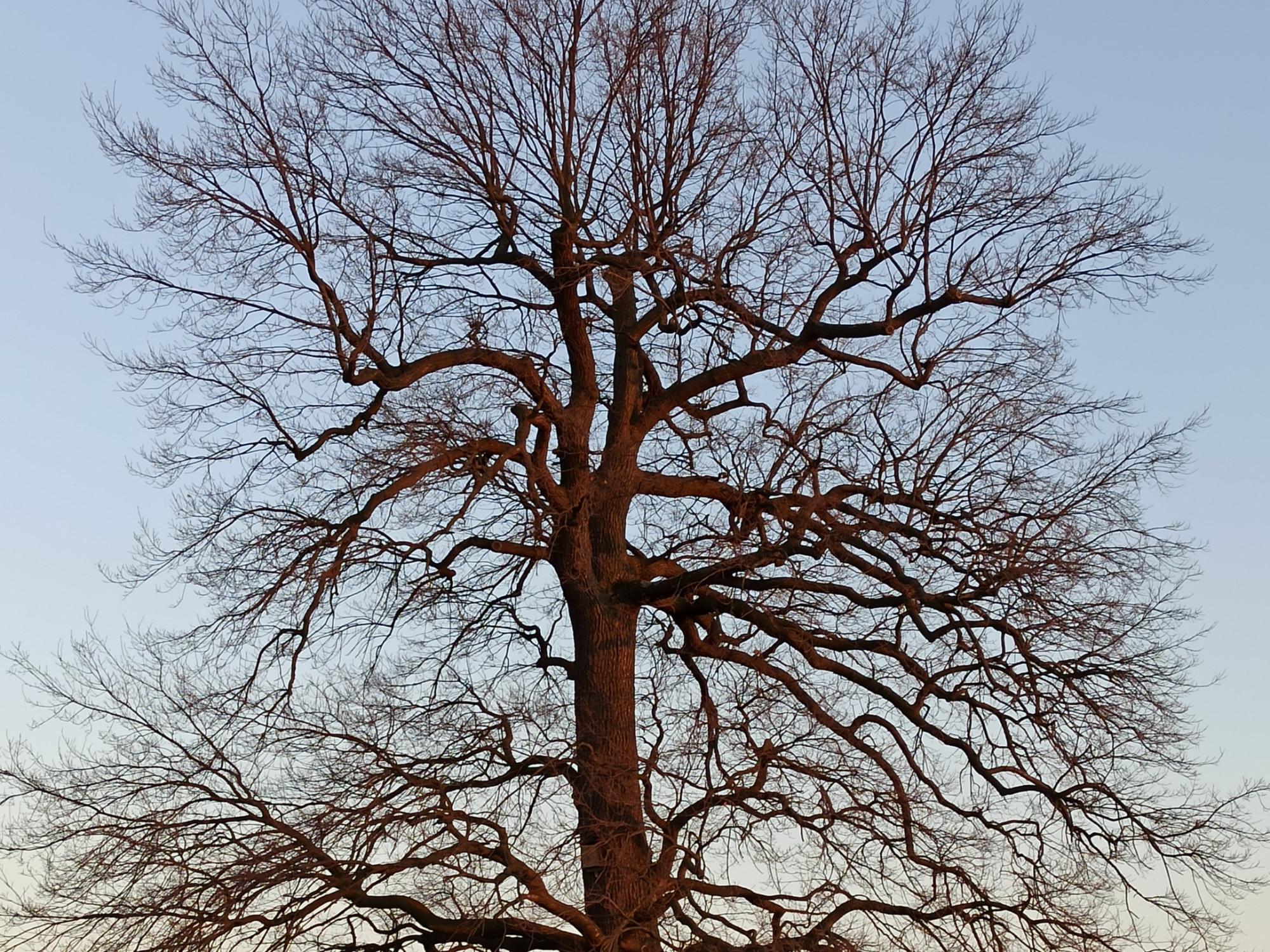Wochenimpuls-Bild-221030-Baum