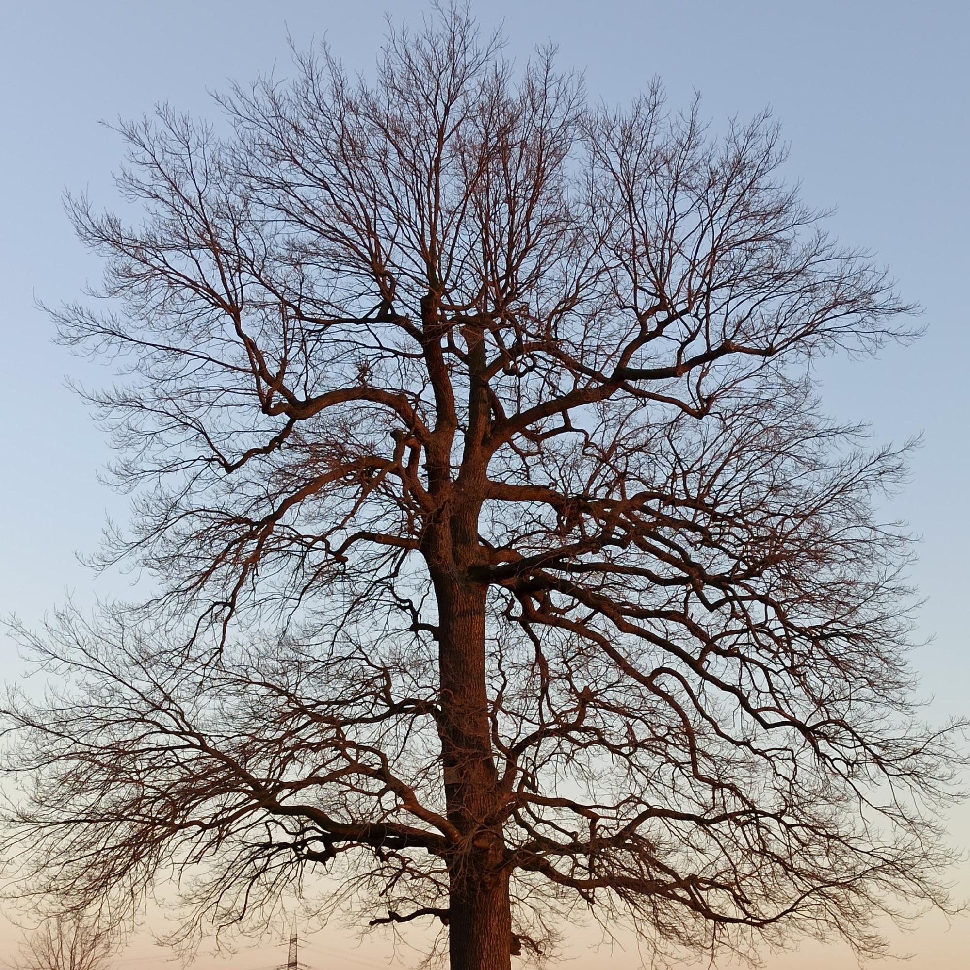 Wochenimpuls-Bild-221030-Baum