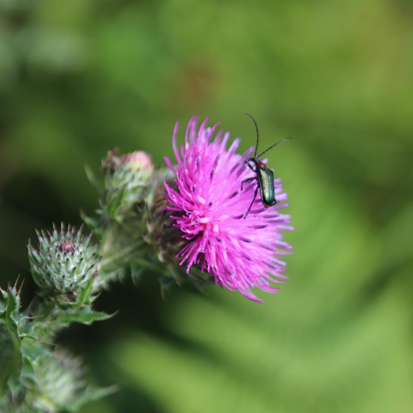 Wochenimpuls-Foto-210725-Blume (c) Edith Furtmann