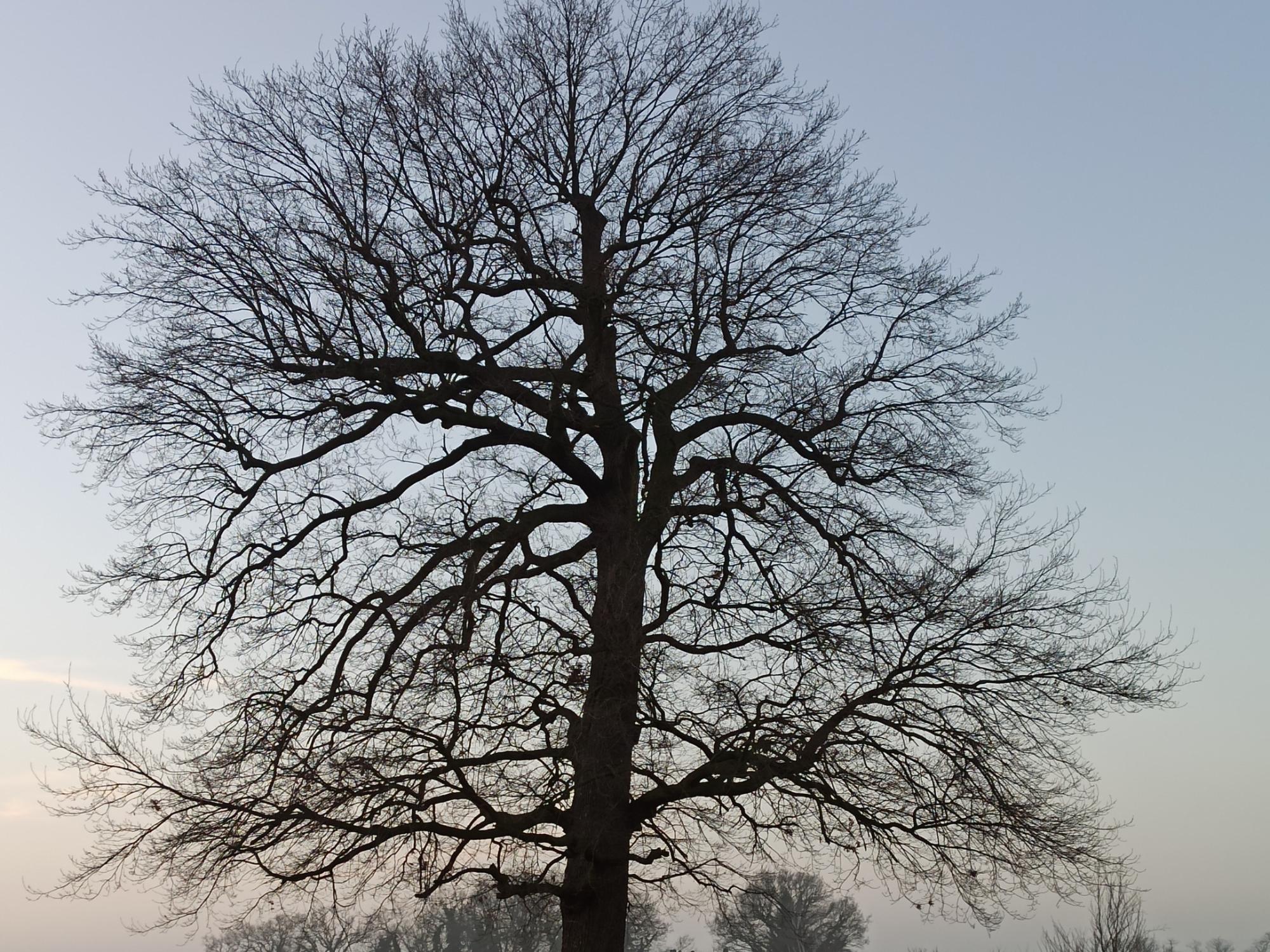 Wochenimpuls-Foto-220227-Winterbaum