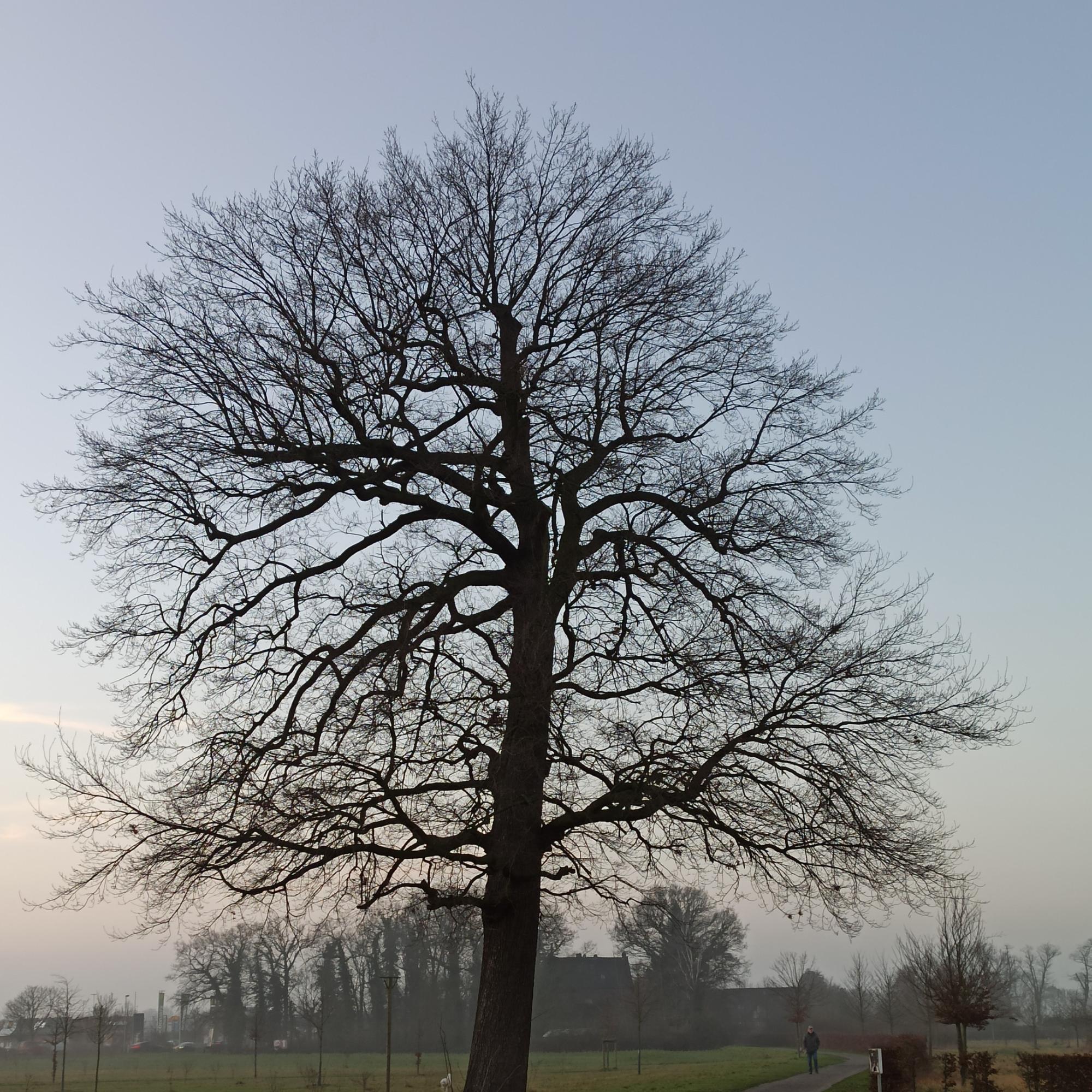 Wochenimpuls-Foto-220227-Winterbaum